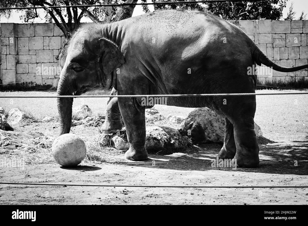 Scatto in scala di grigi di un elefante che gioca con una palla nello zoo Foto Stock