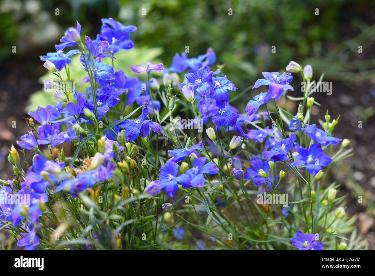 I fiori di Gentiana crescono su un letto di fiori Foto Stock