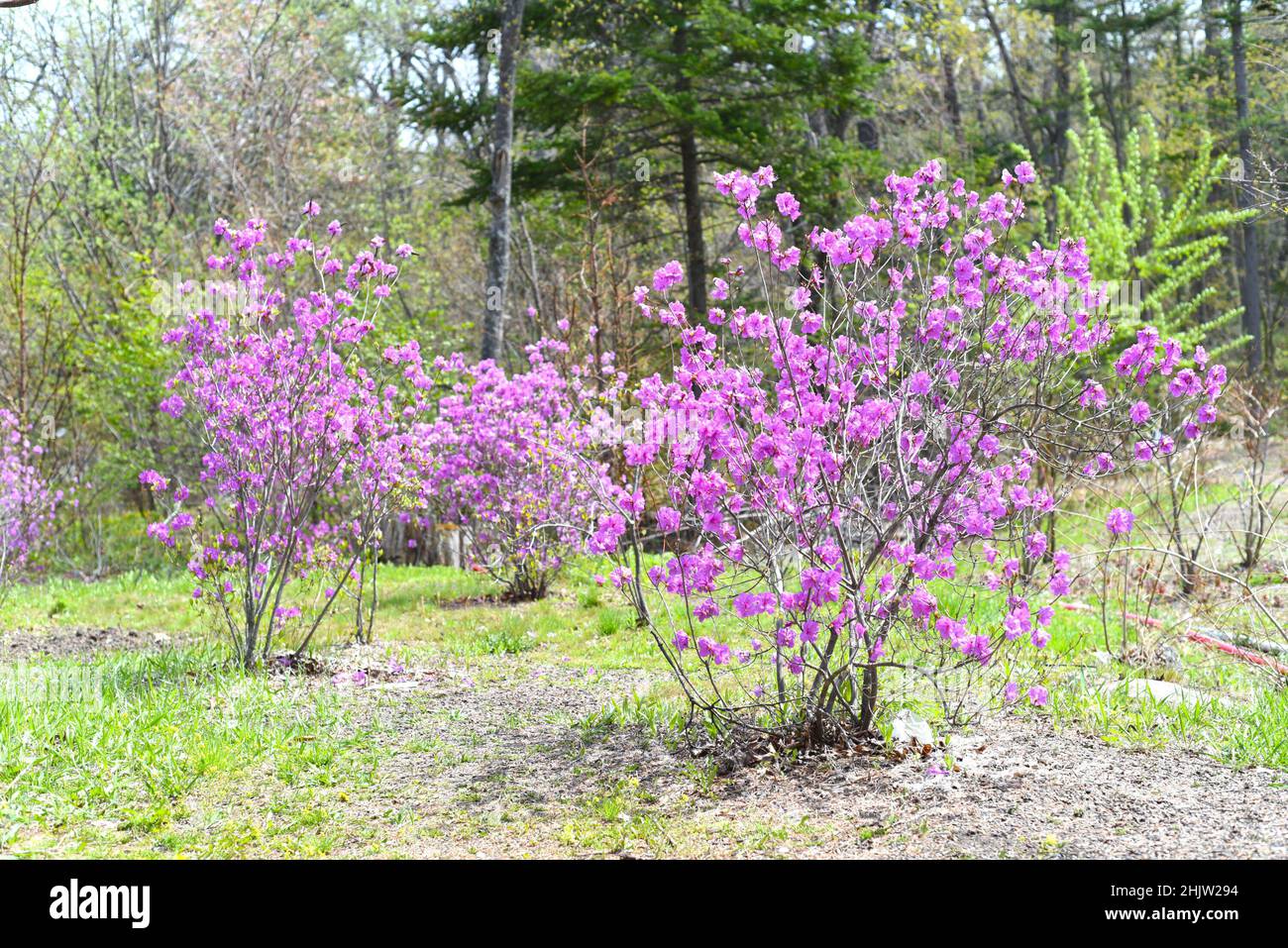 Rhododendron mucronulatum che cresce in Estremo Oriente della Russia in primavera Foto Stock