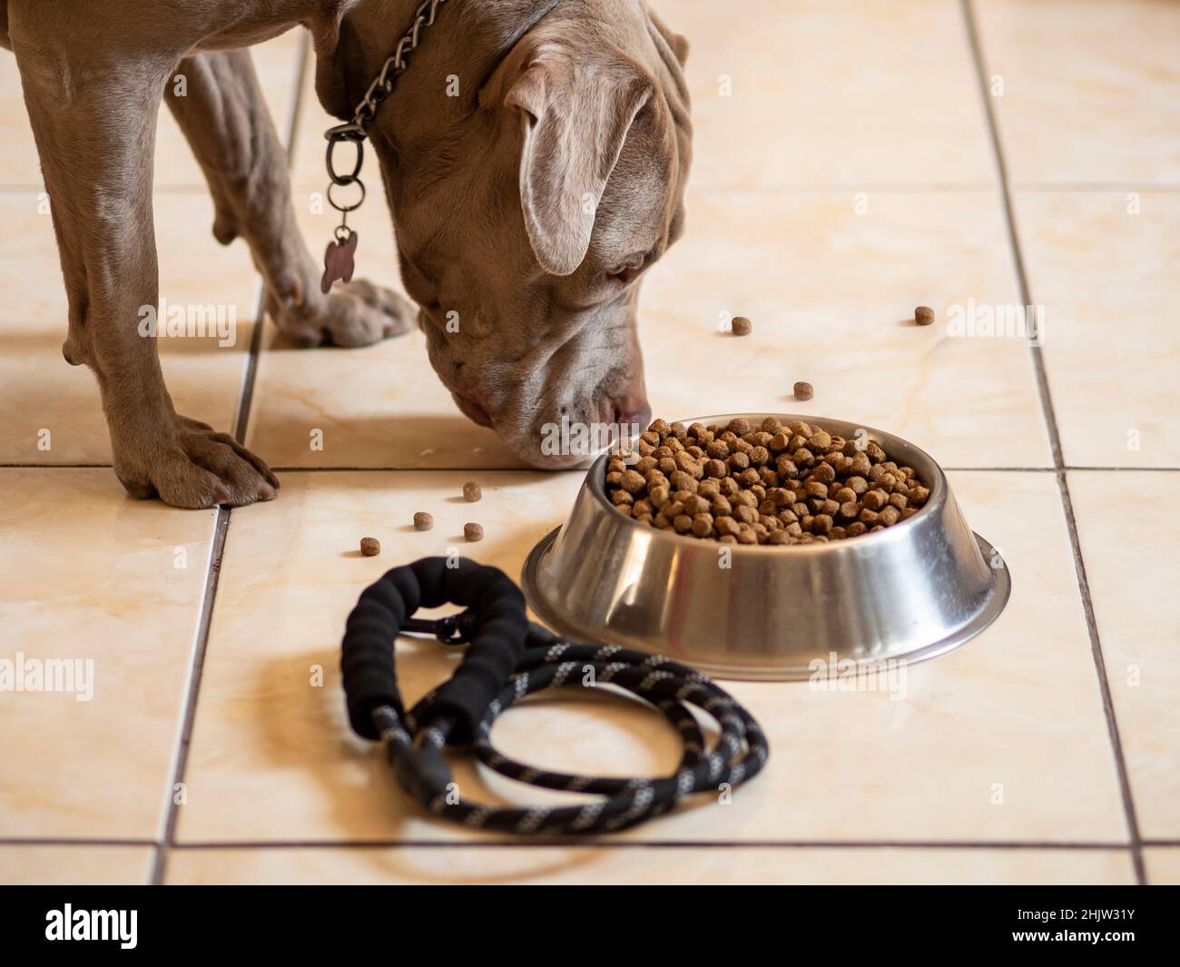 Pit bull cane mangiare crocchette prima di andare per una passeggiata. Foto Stock