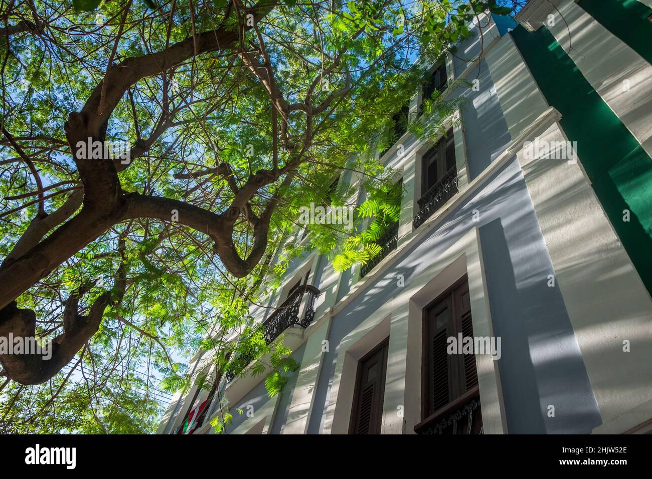 Alberi verdi nel centro storico di San Juan, Porto Rico Foto Stock
