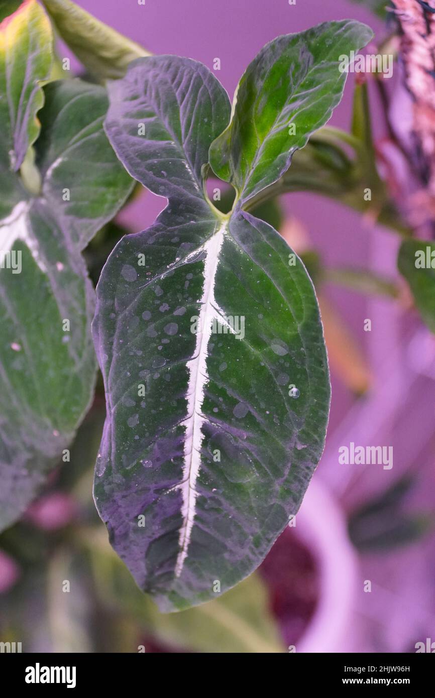 Belle foglie venose verdi e bianche di Syngonium Wendlandii Foto Stock