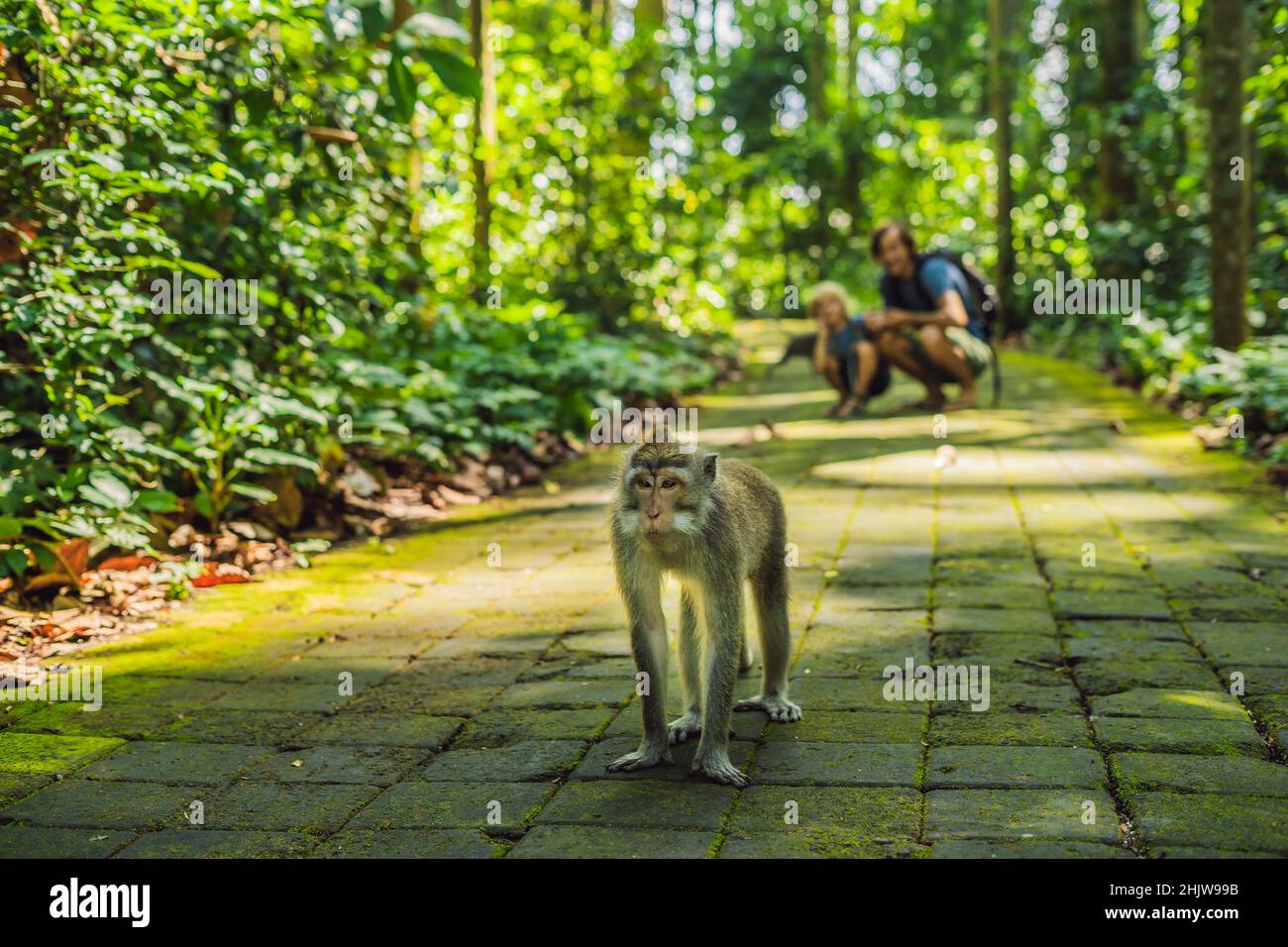 Papà e figlio viaggiatori alla scoperta della foresta Ubud nella foresta delle scimmie, Bali Indonesia. Viaggiare con bambini di concetto Foto Stock