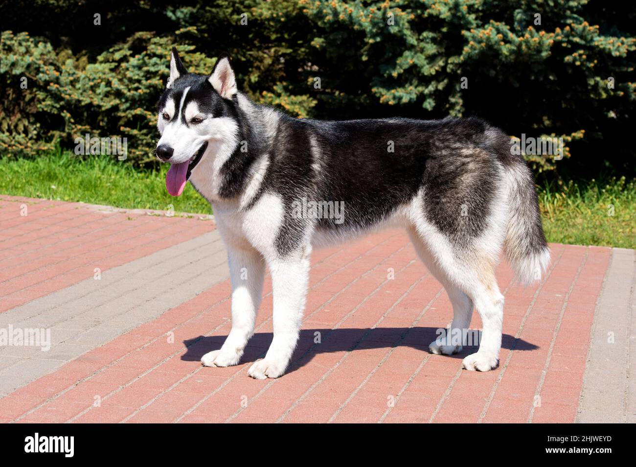 Profilo Husky. Il Husky si trova nel parco cittadino. Foto Stock
