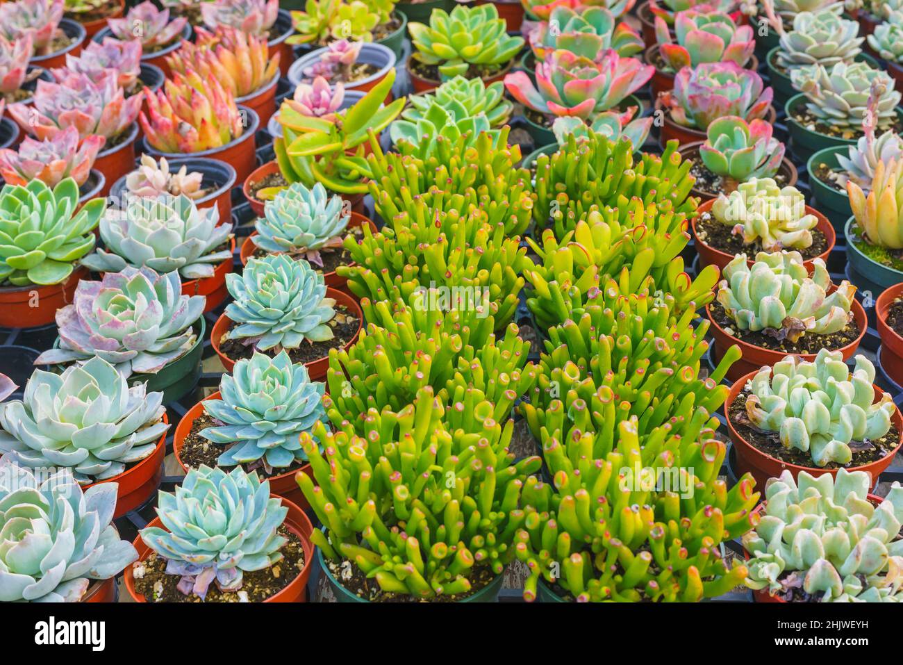 Varietà di piante succulente. I tipi popolari di succulenti si avvicinano. Foto Stock