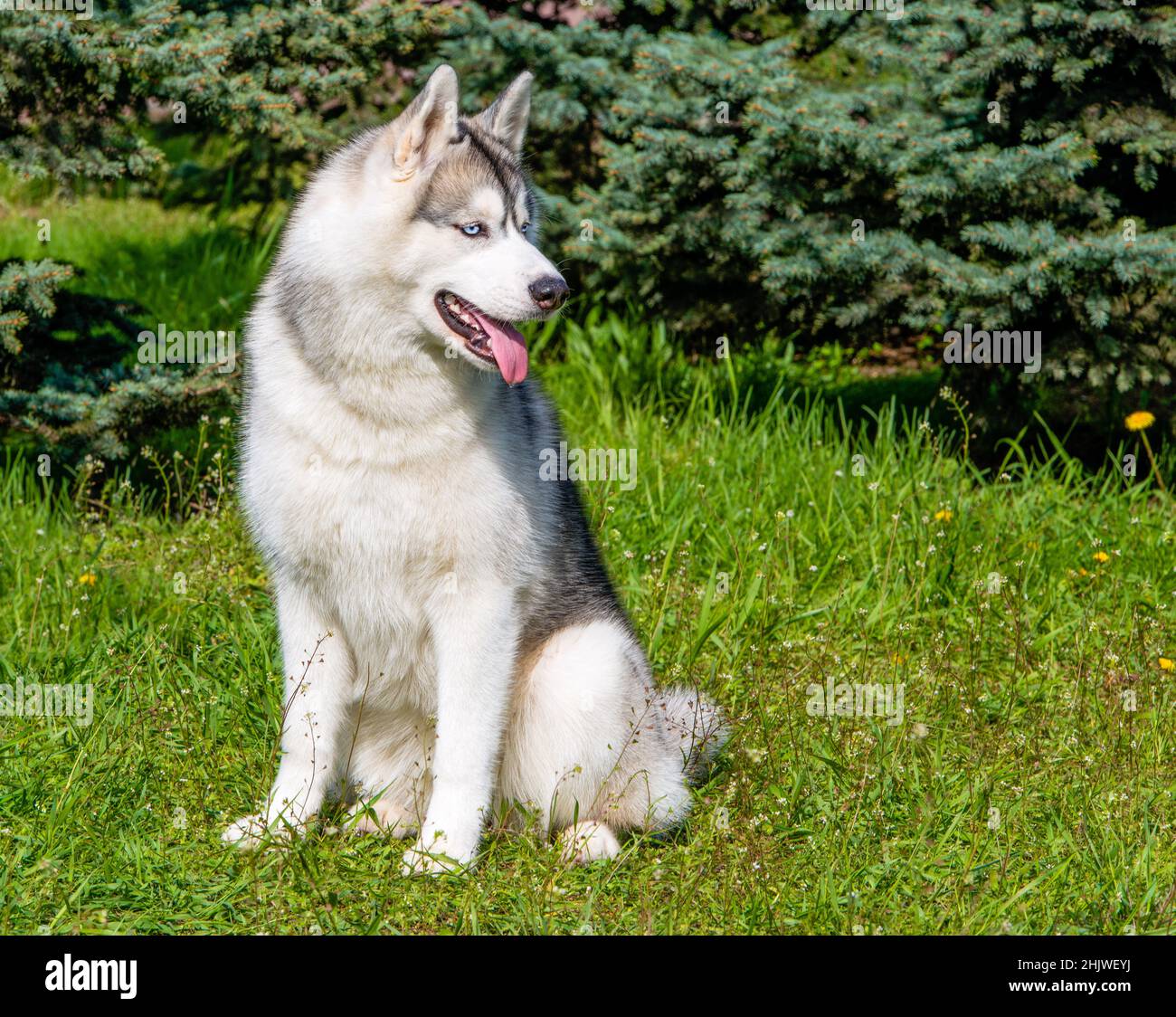 Husky si guarda da parte. Il bucato è sull'erba verde. Foto Stock