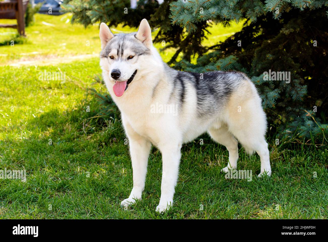 Husky si trova vicino all'albero. Il bucato è sull'erba verde Foto Stock