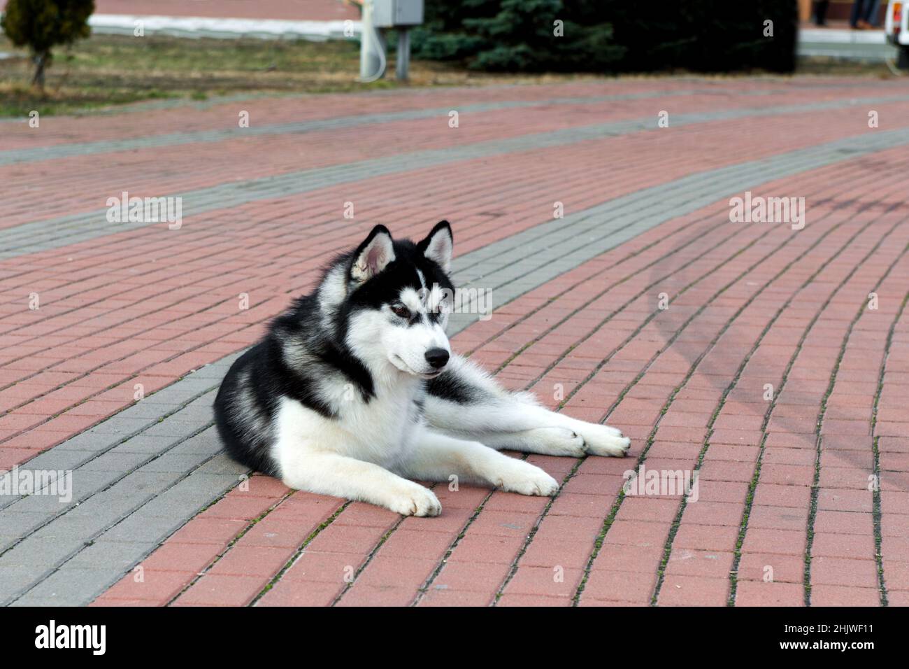 Bugie del Husky siberiano. Il Husky siberiano è nel parco. Foto Stock
