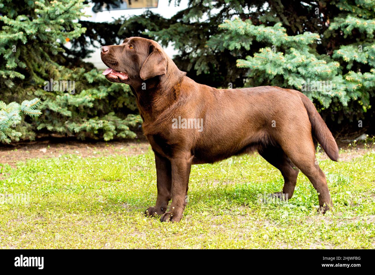 Labrador Chocolate Looks. Labrador Retriever è sull'erba verde. Foto Stock