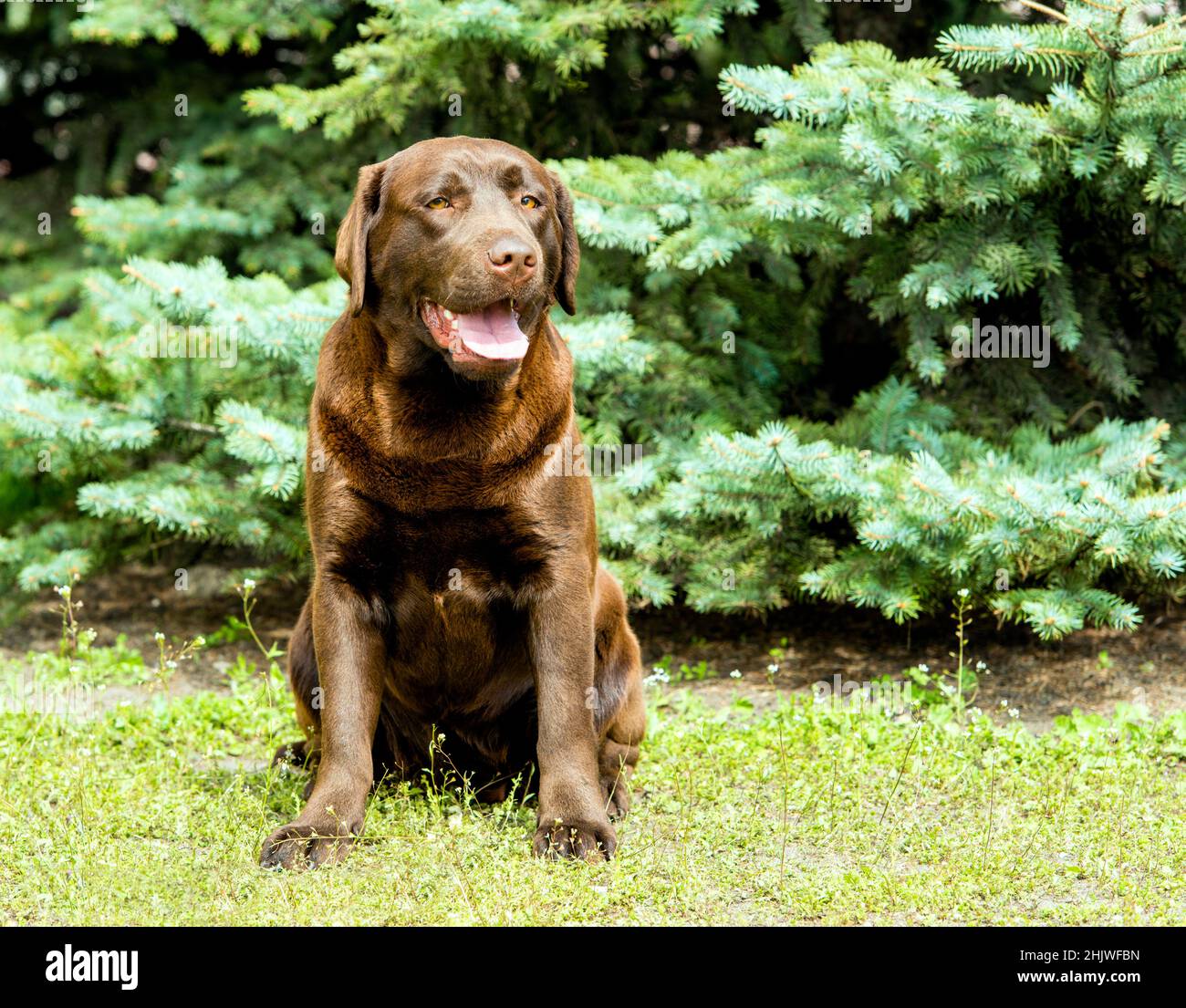 Sedili Labrador Chocolate. Labrador Retriever è sull'erba verde. Foto Stock