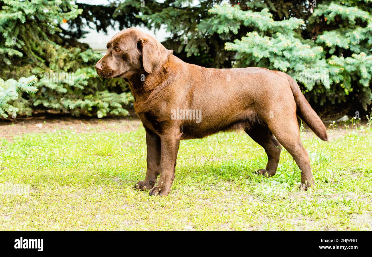 Supporti per cioccolato Labrador. Labrador Retriever è sull'erba verde. Foto Stock