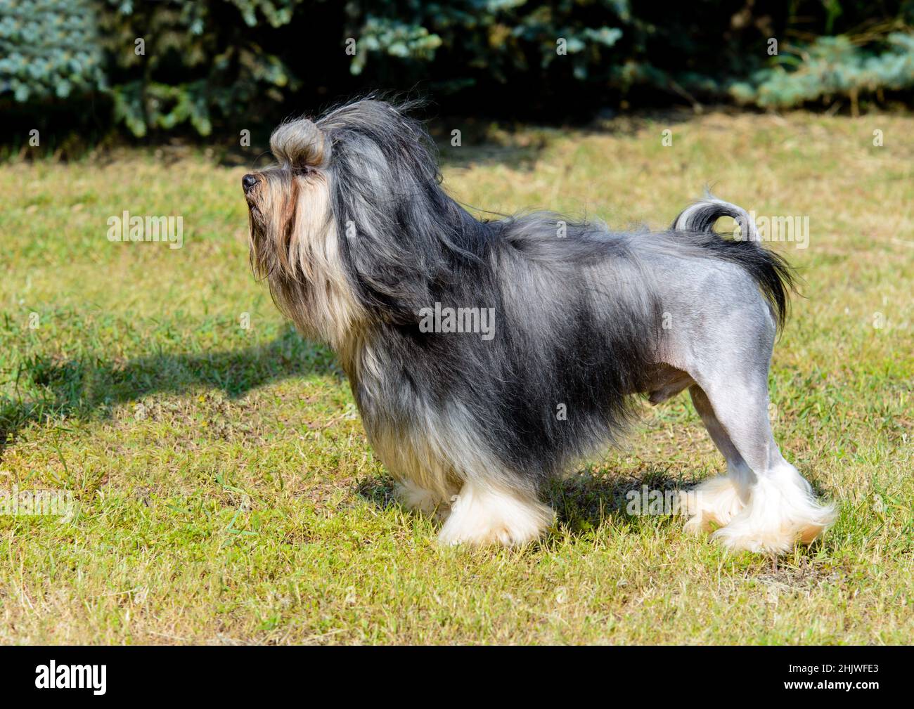 Little Lion Dog in profilo. Little Lion Dog è sull'erba nel parco. Foto Stock