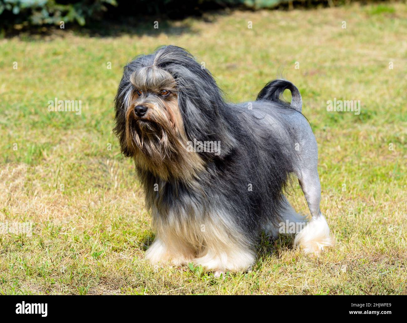 Little Lion Dog guarda da parte. Il Löwchen è sull'erba nel parco. Foto Stock