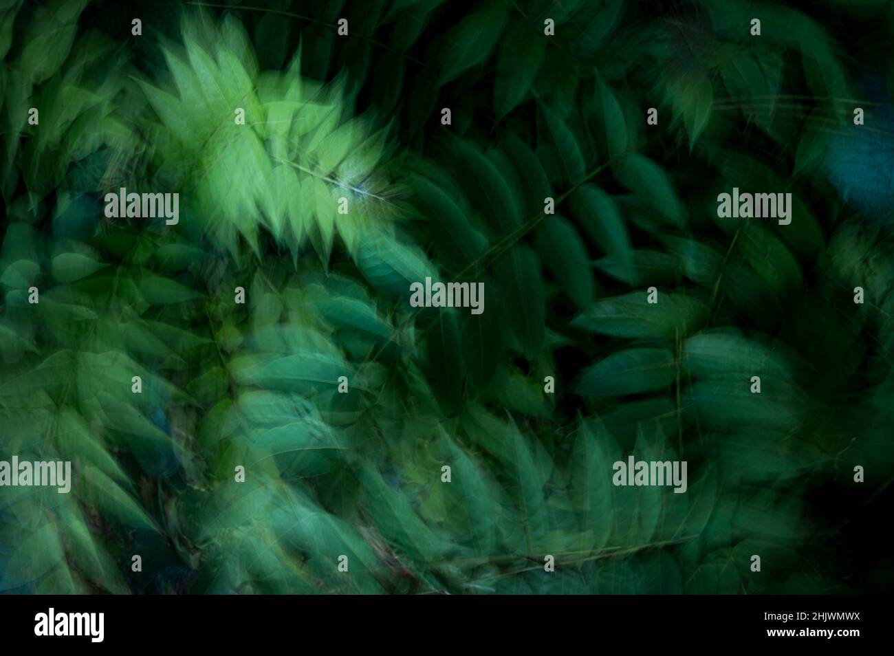 Primo piano di foglie di piante con movimento sfocato Foto Stock