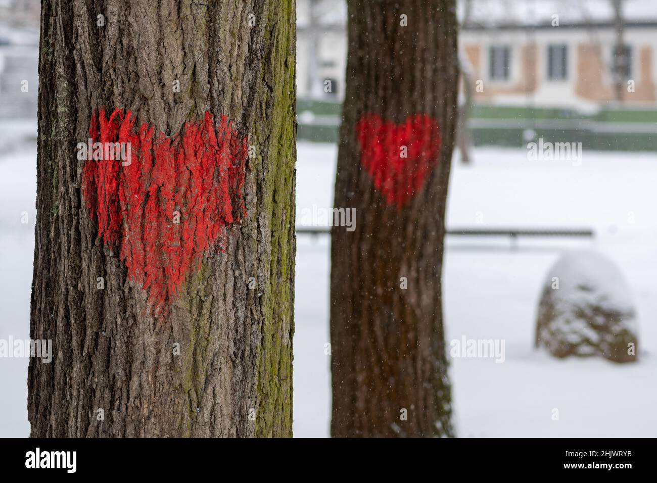 Coppia di cuori rossi dipinti su un tronco di un vecchio albero in un parco in inverno con neve. San Valentino, compleanno o matrimoni e varie celebrazioni Foto Stock