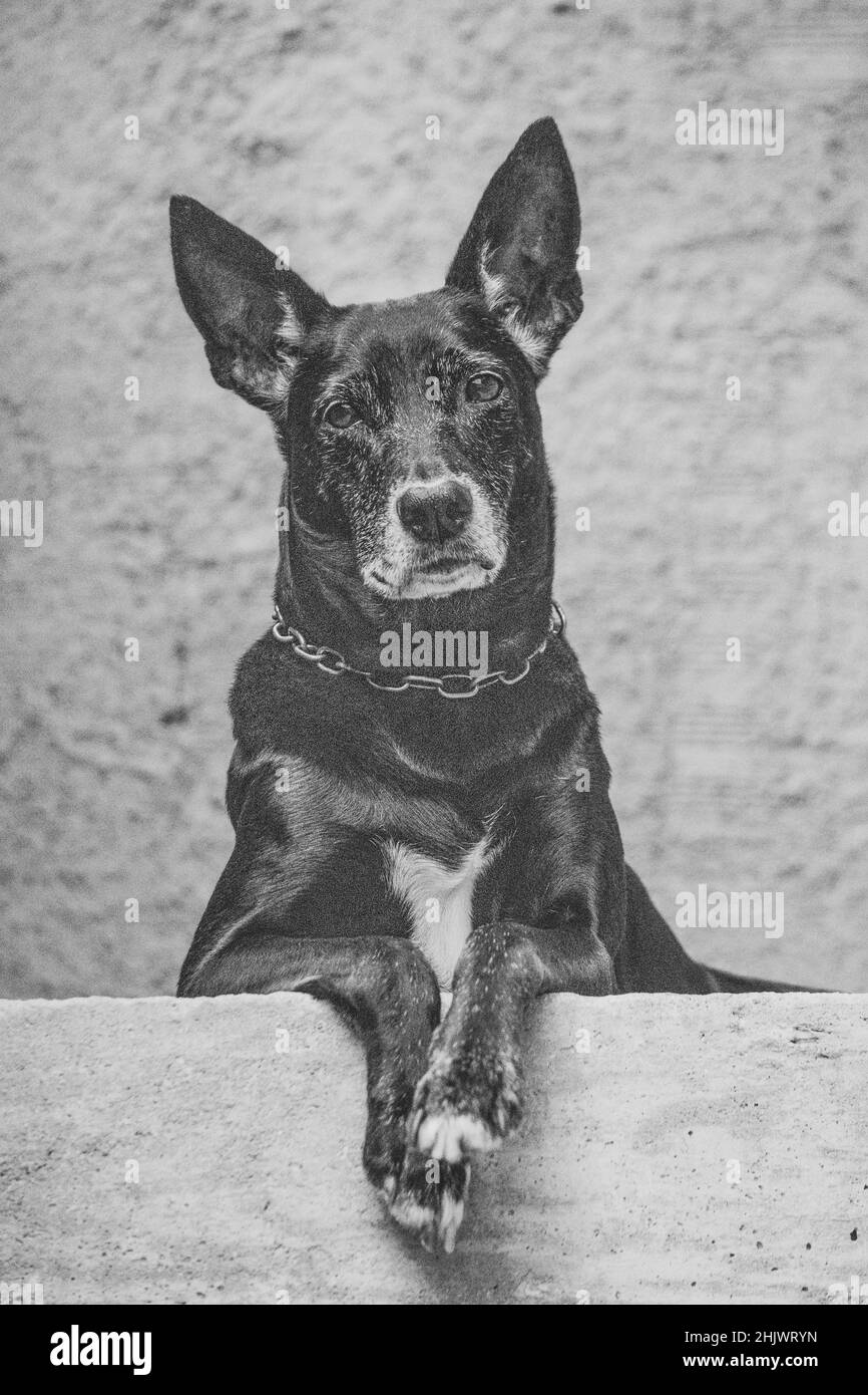 Foto di un cane domestico (animale domestico) in piano chiuso, con un aspetto fisso e carino in attesa di essere adottato. Animale reale in una situazione reale Foto Stock