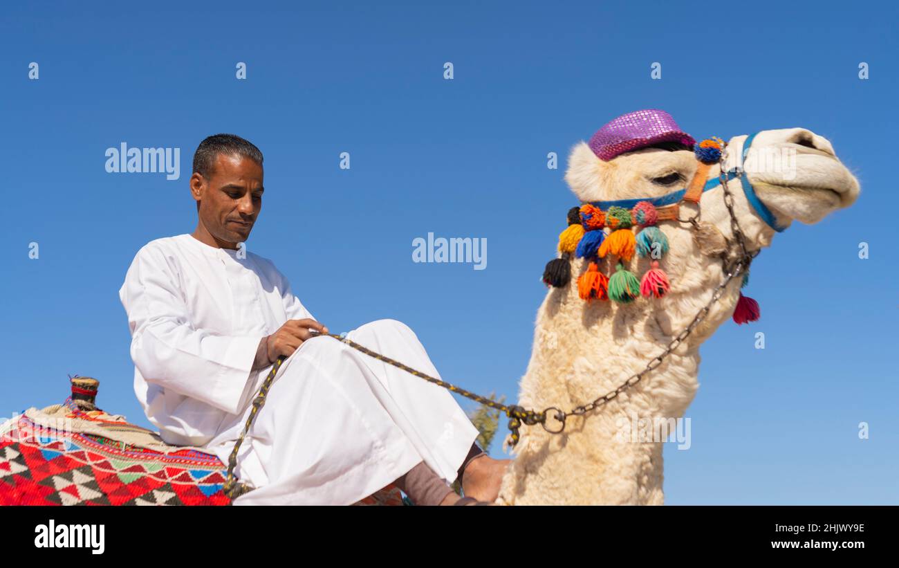 Uomo arabo seduto su un cammello Foto Stock
