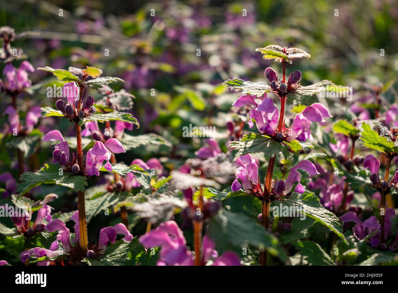 Primo piano delle bombe in controluce, Weserbergland, bassa Sassonia, Germania Foto Stock