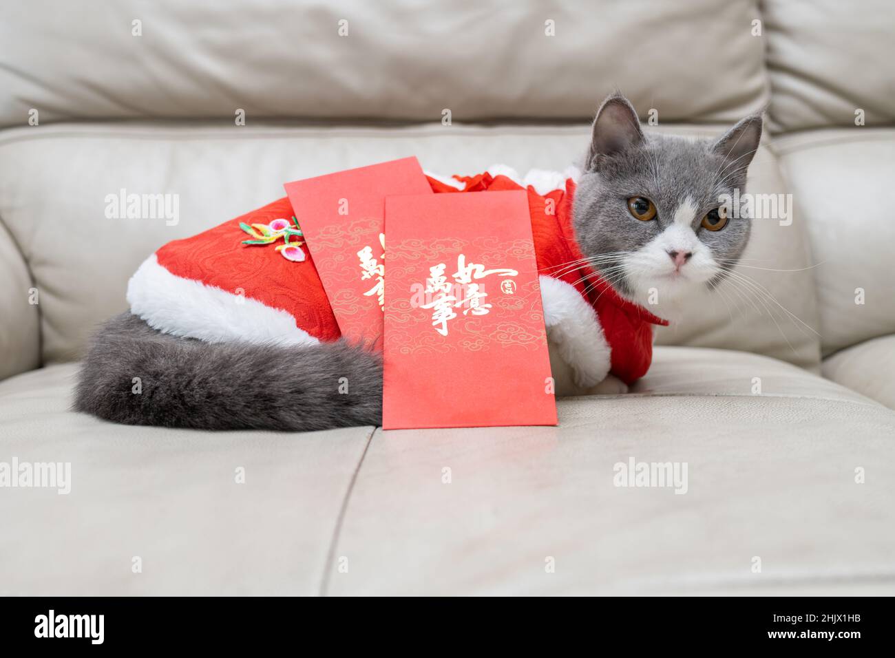 Gatto britannico con due tasche rosse la traduzione cinese è tutto va bene Foto Stock