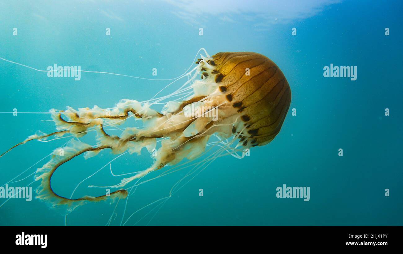 Medusa (Chrysaora hysocella) galleggiante in acque intermedie nella baia di Cardigan, Galles Foto Stock
