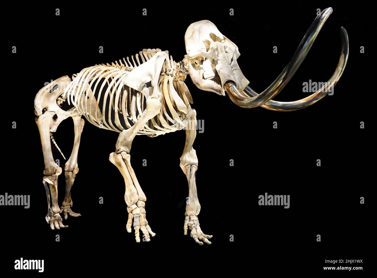 Scheletro di un mammut lanoso di toro, Mammuthus primigenius, una specie di mammut che visse durante il Pleistocene fino alla sua estinzione nell'epoca dell'Olocene. Dimensioni reali. Foto Stock
