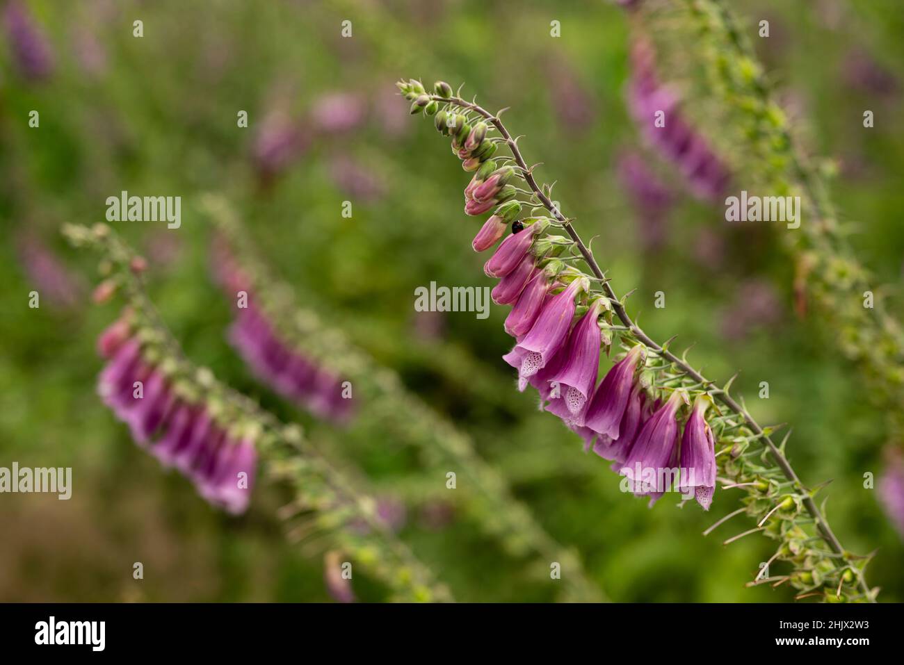 Primo piano delle belle ma tossiche piante di foxglove (Digitalis purpurea), ben noto in medicina popolare e usato medicinalmente da secoli Foto Stock