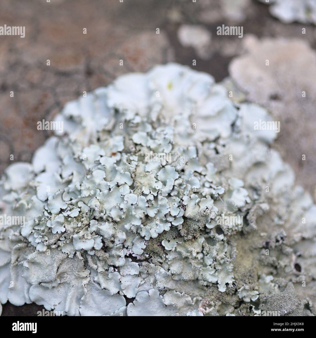 Petali ciano pallido-come foliose lichen sulla roccia, recenti piogge ravvivarono il corpo vegetativo, macro sfondo naturale Foto Stock