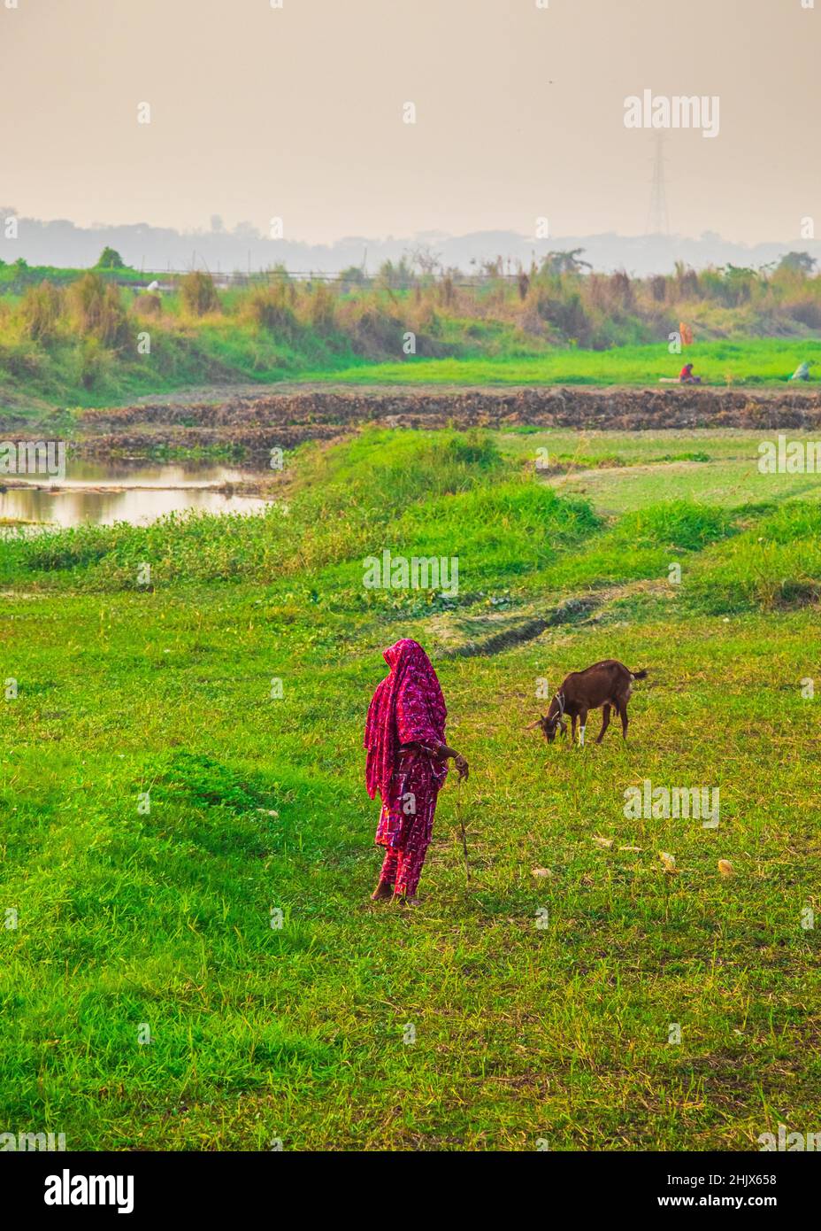 La gente del posto sta alimentando l'erba alle mucche ed alle capre nel campo in inverno. L'immagine che ho catturato il 17 gennaio 2022, da Keranigonj, Bangladesh Foto Stock