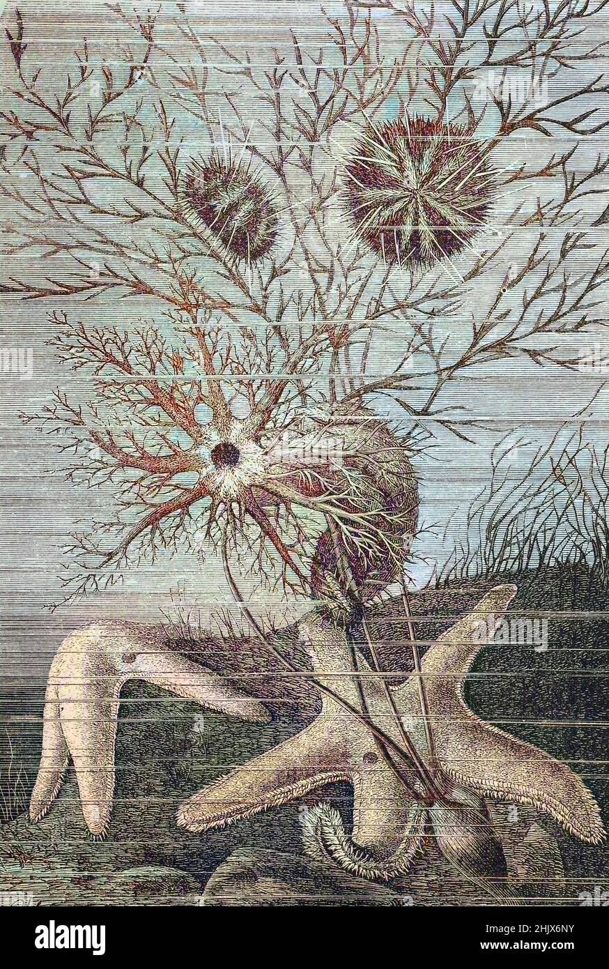 Echinodermi è il nome comune dato a qualsiasi membro del phylum Echinodermata di animali marini, Psammechinus microtuberculatus, noto anche come il verde dei ricci di mare / Echinodermi ist die gebräuchliche Bezeichnung für jedes Mitglied des Stammes Echinodermata von Meerestieren, Psammechinus microtuberculatus, auch als grüner Seeigel bekannt, Historisch, digitale migliorata la riproduzione di un originale del XIX secolo / digitale Reproduktion einer Originalvorlage aus dem 19. Jahrhundert Foto Stock