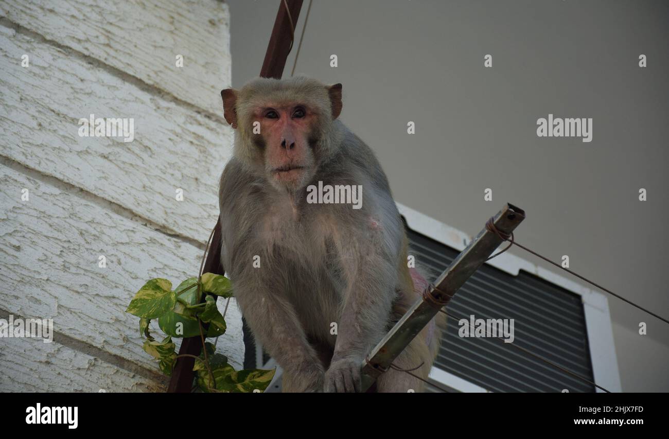 Scimmia guardando verso la fotocamera mentre si siede in un balcone Foto Stock