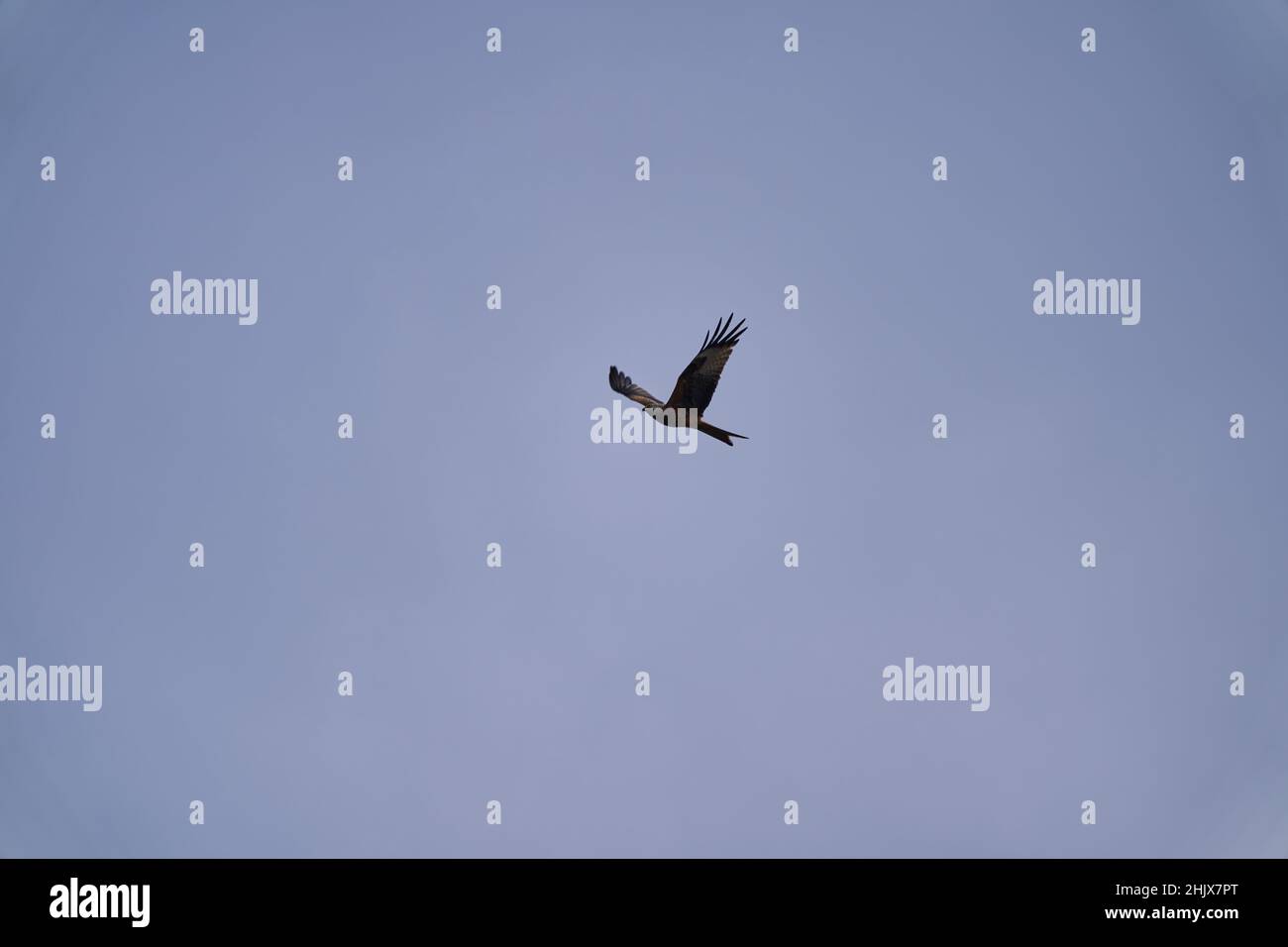 Il kite rosso, Milvus milvus, è un bel uccello medio-grande della famiglia Accipitridae. Foto Stock