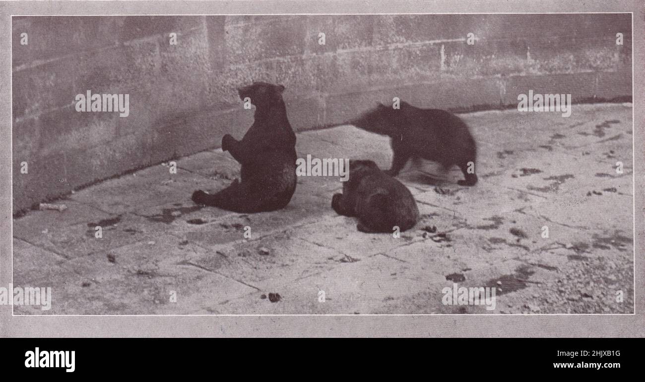 The Bear Pit, Berna. Svizzera (1925) Foto Stock