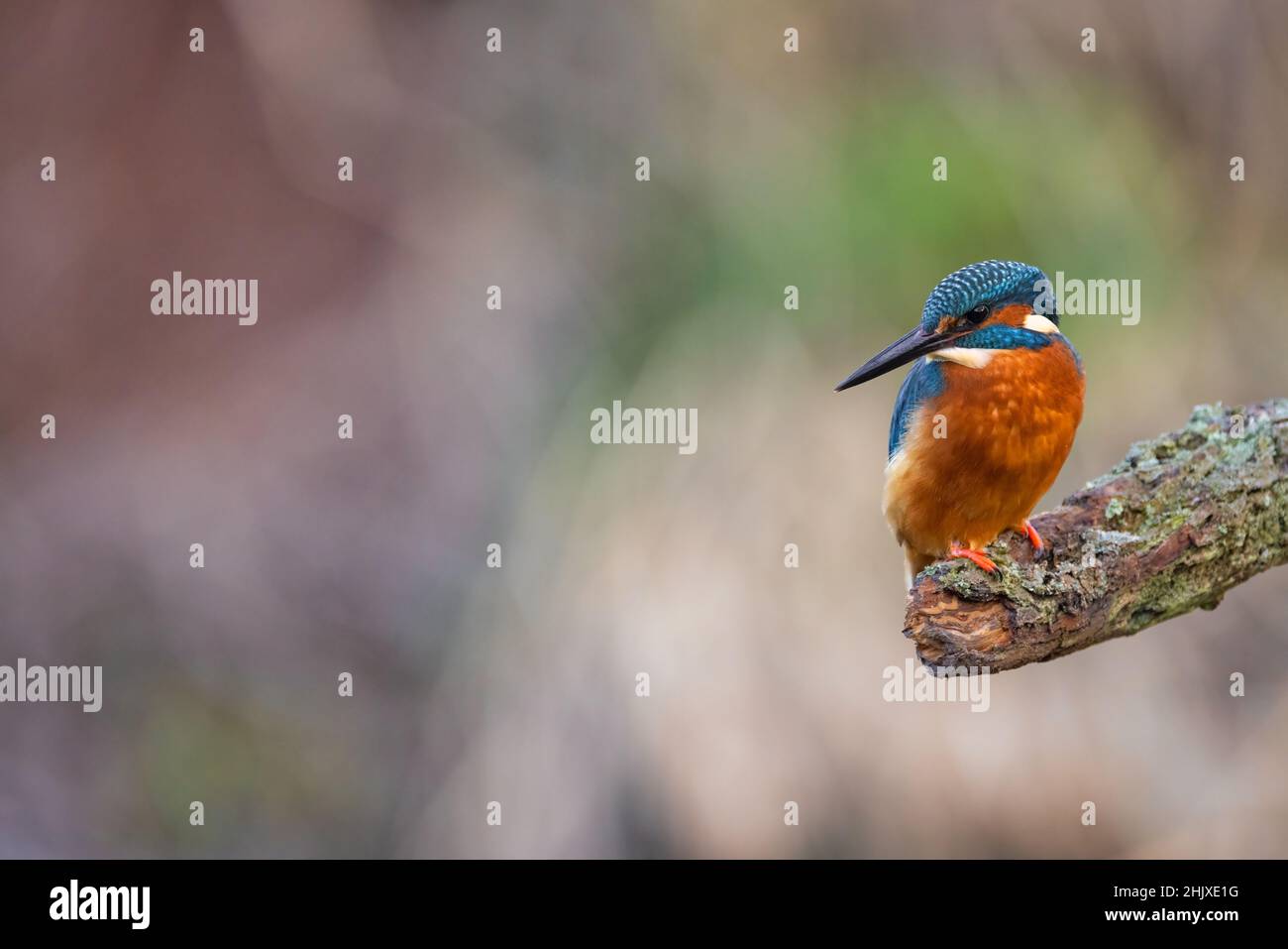 Kingfisher adulto effettua indagini sul suo territorio dal suo persico su un ruscello rurale locale. Foto Stock
