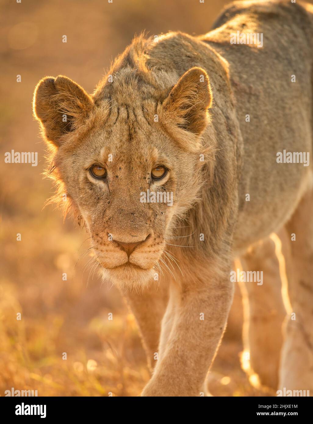 Un giovane cucciolo di leone cammina con l'orgoglio mentre il sole sorge sull'orizzonte nel Parco Nazionale Kruger Foto Stock