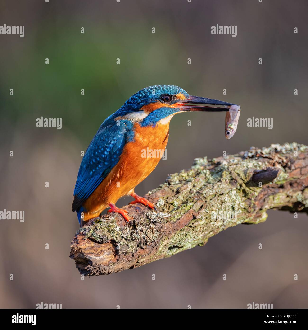 Kingfisher usa un persico per tuffarsi da per prendere la sua preda da un ruscello locale nella campagna inglese. Foto Stock