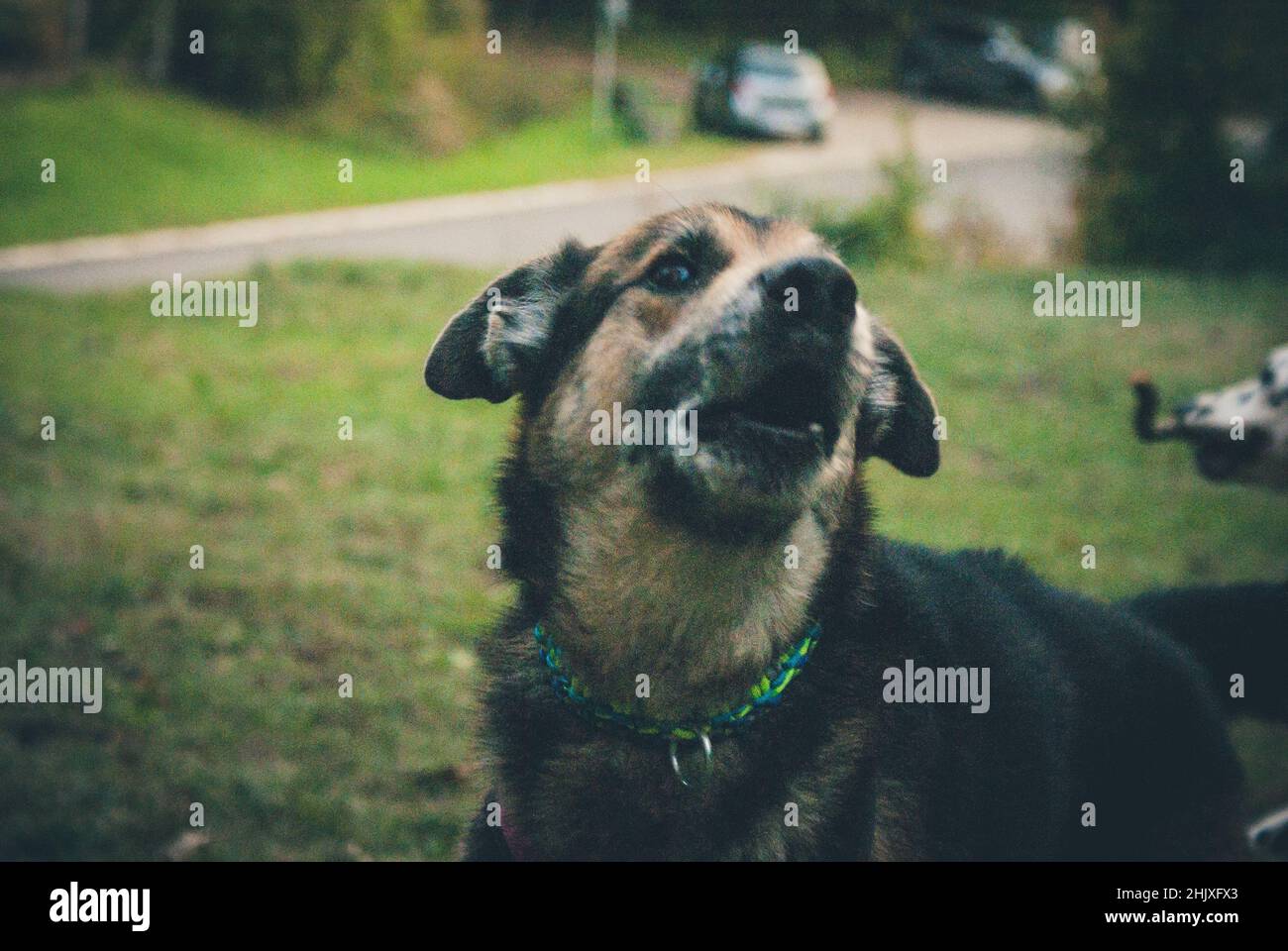 cane pastore simpatico giocoso su un prato verde Foto Stock