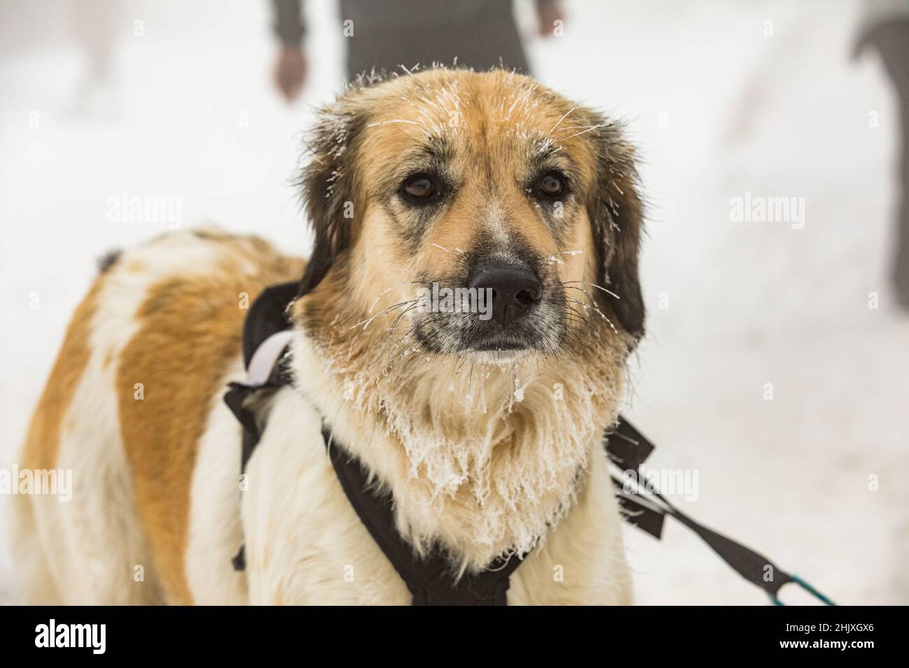 Cane di montagna ceco, ritratto di primo piano di un cane congelato.  Alimentazione di un cane in inverno. Gelo sui baffi del cane. Corse  invernali di cani da slitta Foto stock -