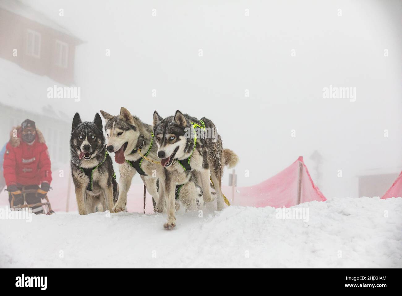 Musher si nasconde dietro la slitta a corsa di cani da slitta sulla neve in inverno. Slittino con cani Husky nella campagna ceca d'inverno. Gruppo di hounds di cani in un tè Foto Stock