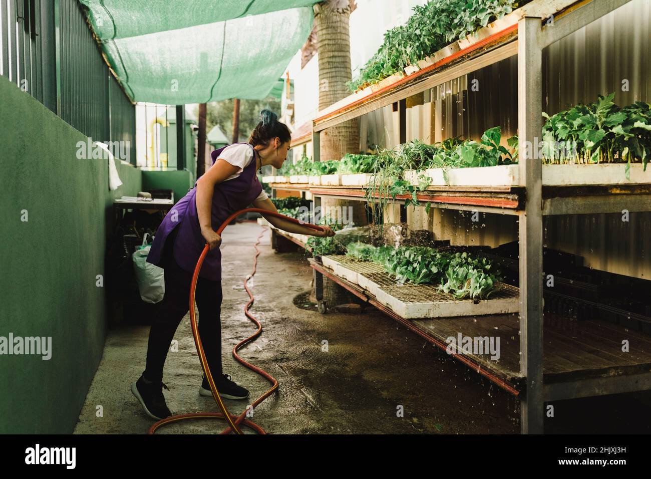 Donna imprenditore innaffiatura piante al centro giardino Foto Stock