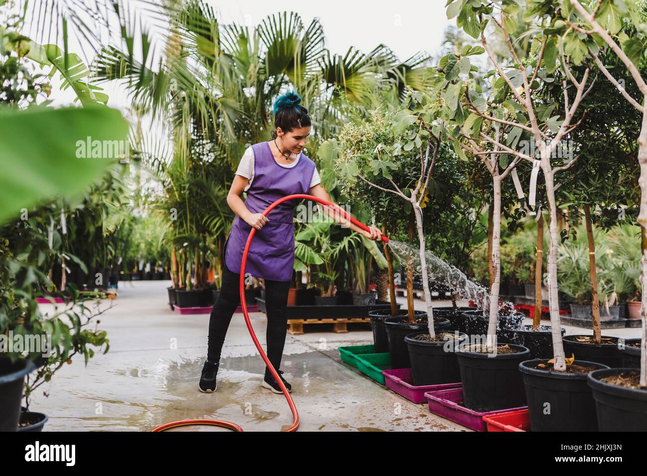 Tutta la lunghezza della donna proprietario che innaffia le piante in vaso al vivaio Foto Stock