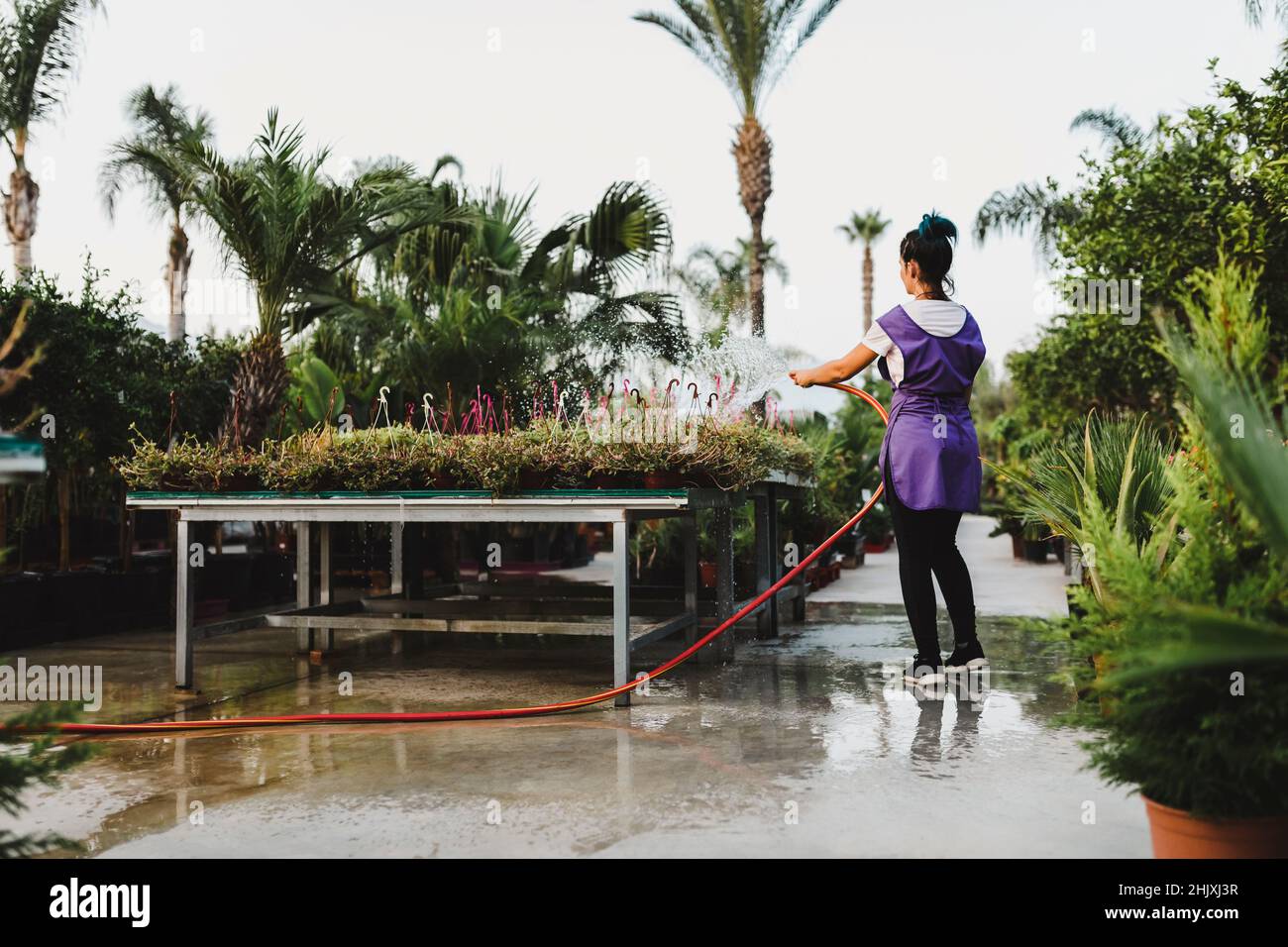 Vista posteriore del giardino femminile centro proprietario irrigazione piante in vaso Foto Stock