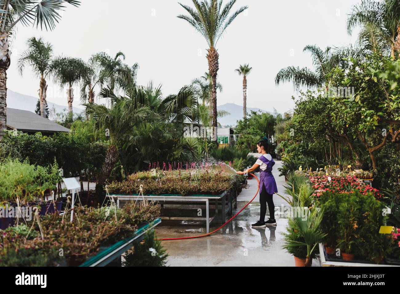 Donna proprietario innaffiatura piante in giardino centro Foto Stock