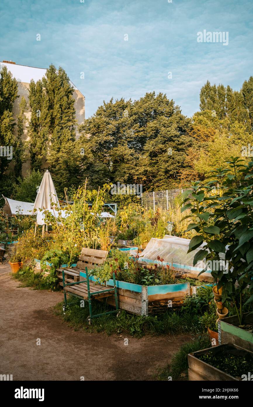 Piante e alberi che crescono in giardino urbano Foto Stock