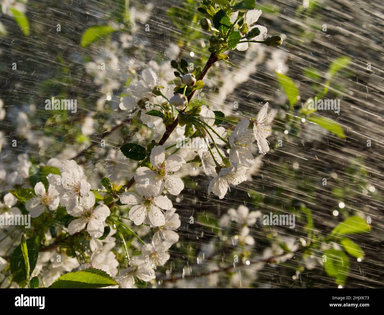 Fiori di ciliegio che si bagnano con la pioggia. Foto Stock
