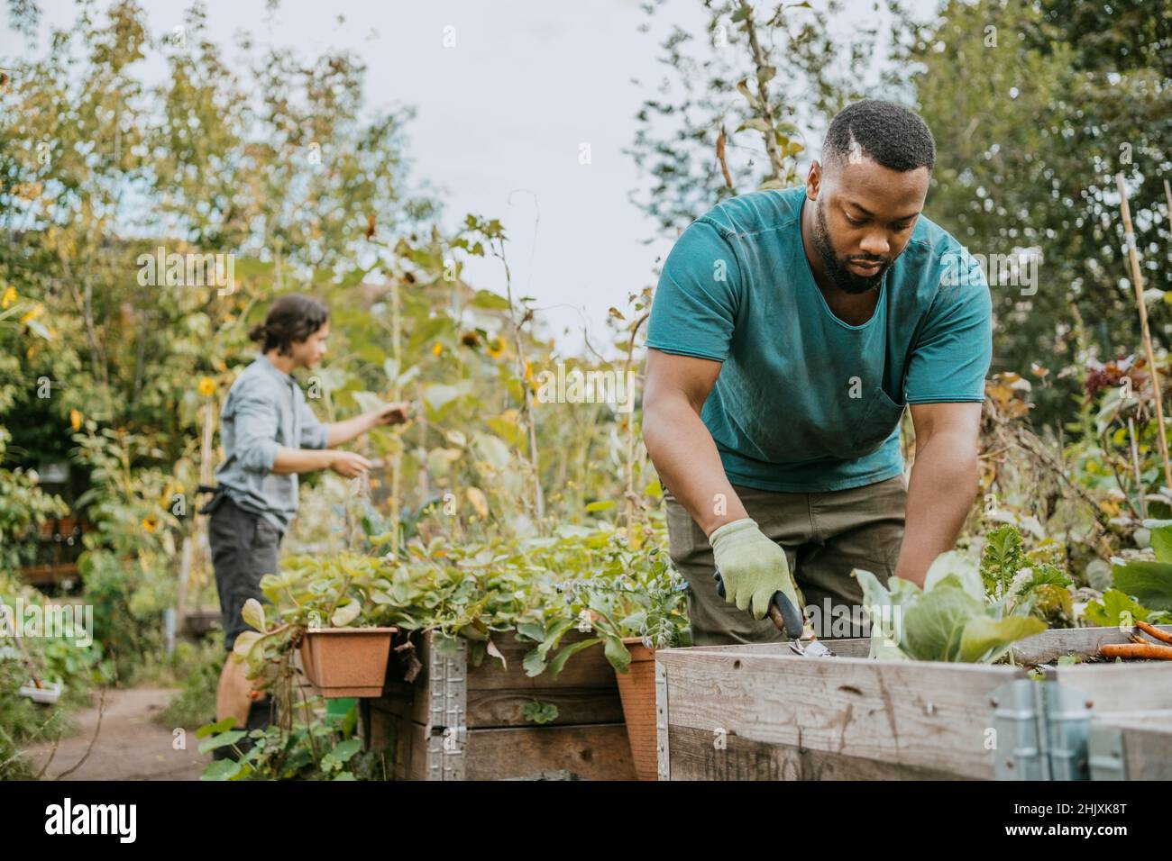 Coltivatore maschio che pianta in scatola a giardino di comunità Foto Stock