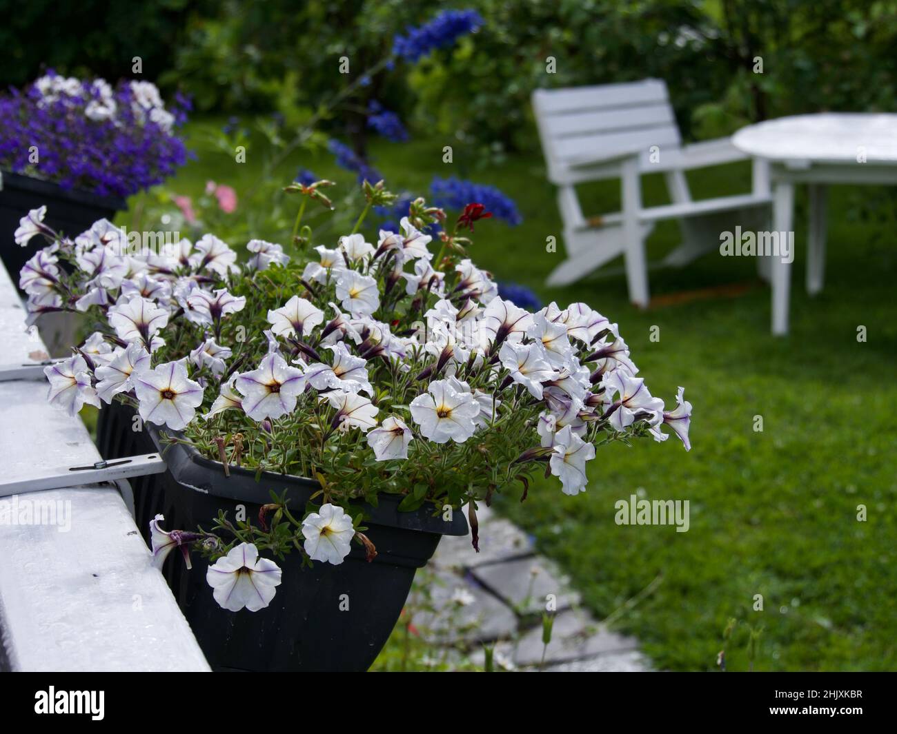 Pot di fiori con recinzione appesi alla petunia Foto Stock