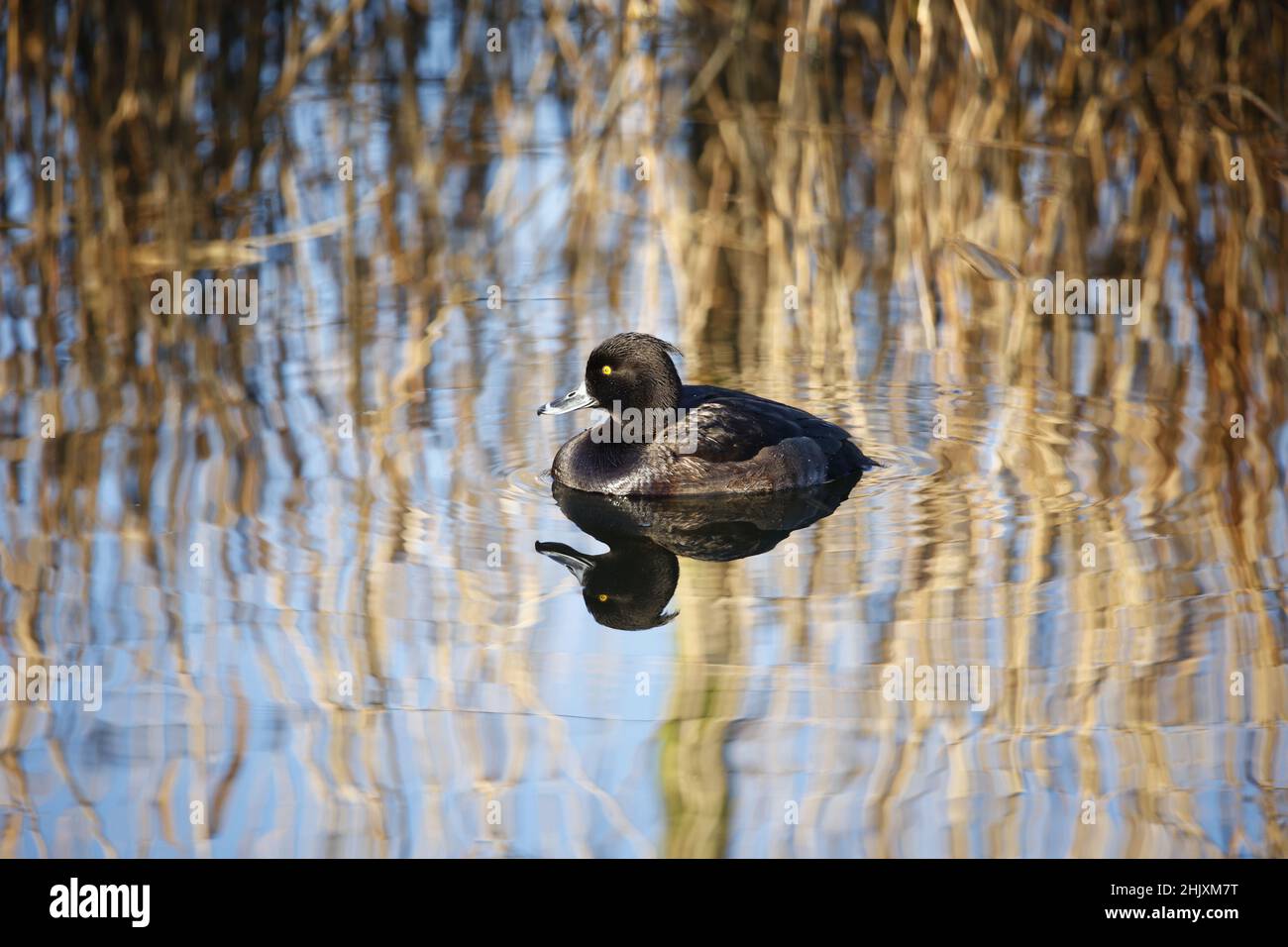Femmina d'anatra tufted nuoto su un lago riflettente Foto Stock