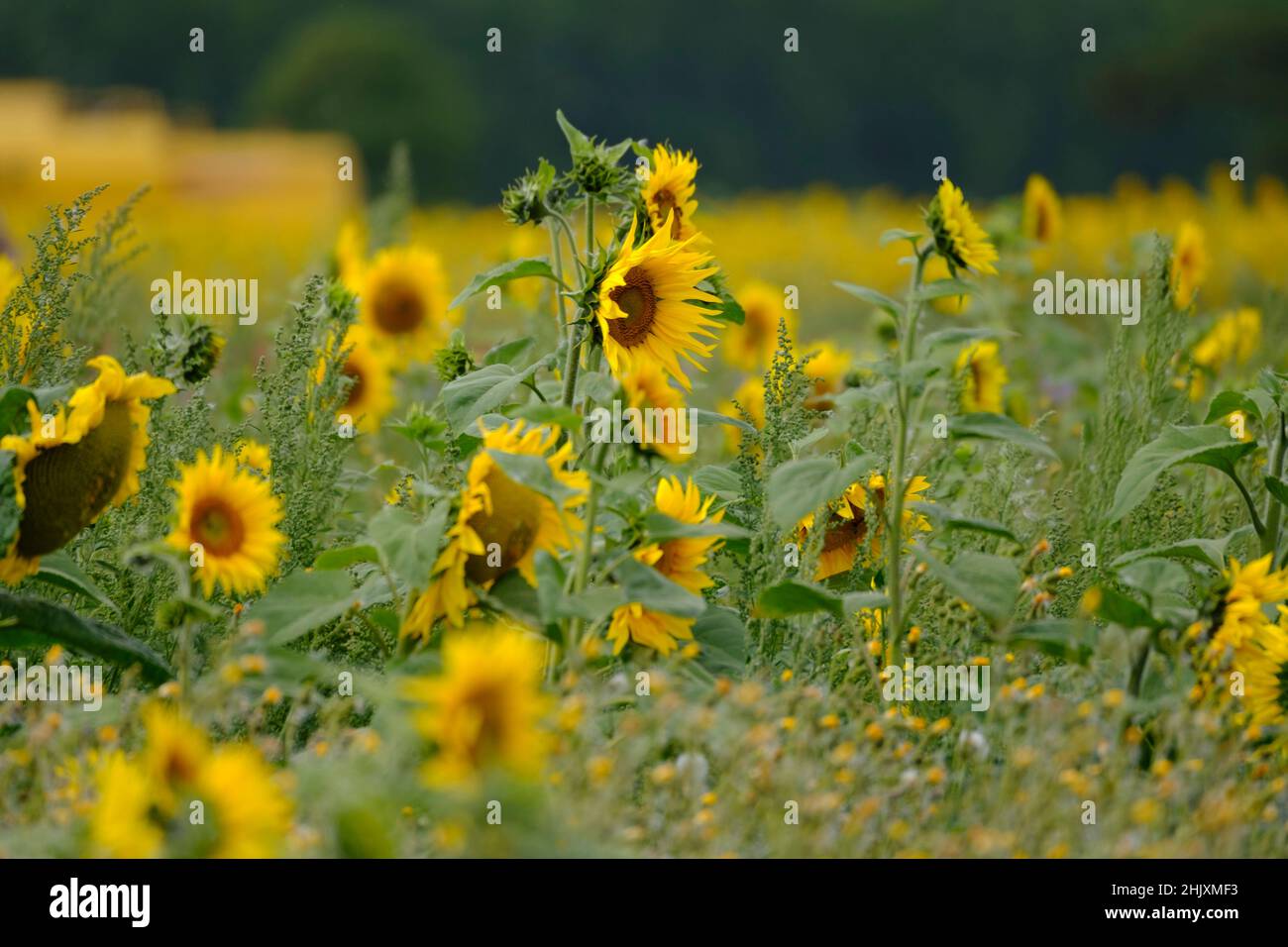 I girasoli sono solitamente piante alte annuali o perenni che in alcune specie possono svilupparsi ad un'altezza di 300 cm (120 poll.) o più. Essi portano uno o più wid Foto Stock