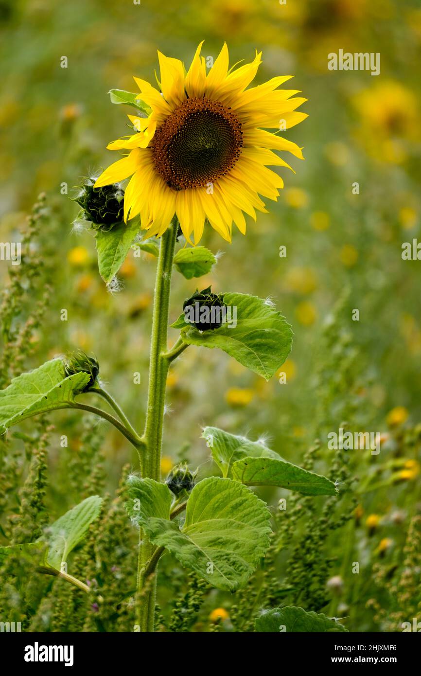 I girasoli sono solitamente piante alte annuali o perenni che in alcune specie possono svilupparsi ad un'altezza di 300 cm (120 poll.) o più. Essi portano uno o più wid Foto Stock