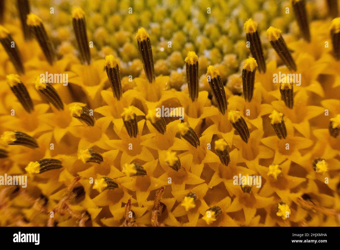 I girasoli sono solitamente piante alte annuali o perenni che in alcune specie possono svilupparsi ad un'altezza di 300 cm (120 poll.) o più. Essi portano uno o più wid Foto Stock
